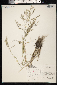 Image of Bromus arvensis