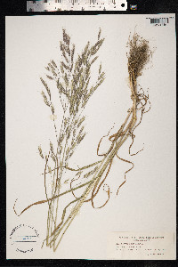 Bromus arvensis image