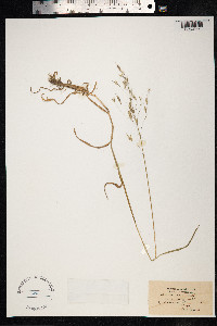 Bromus arvensis image
