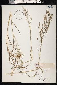 Bromus arvensis image