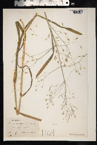 Bromus arvensis image