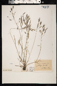 Bromus arvensis image