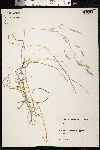 Bromus arvensis image