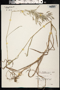 Bromus arvensis image