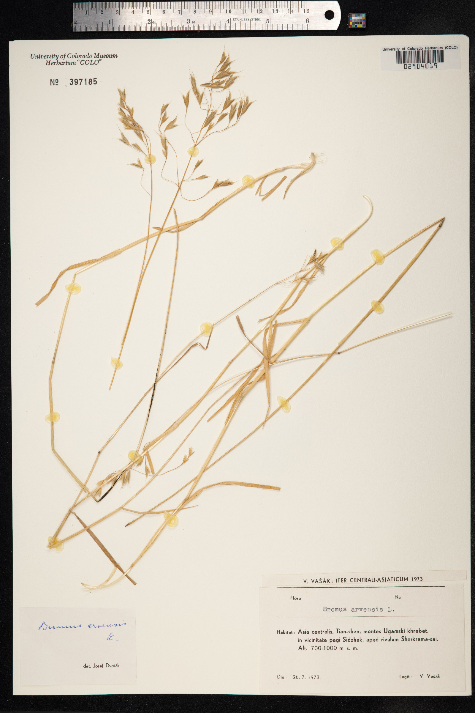 Bromus arvensis image