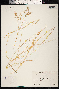 Bromus arvensis image