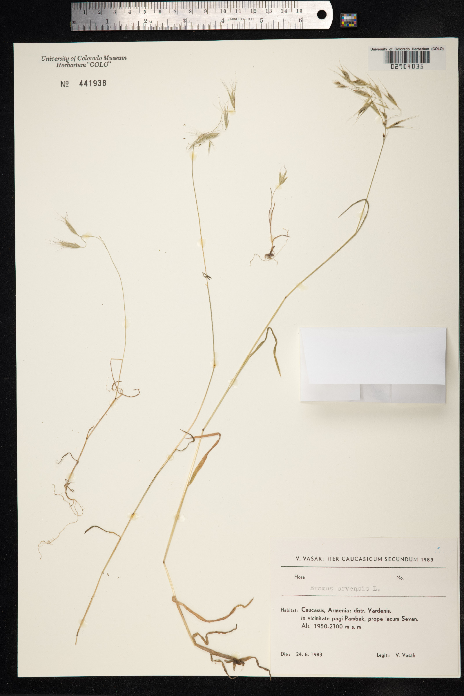 Bromus arvensis image