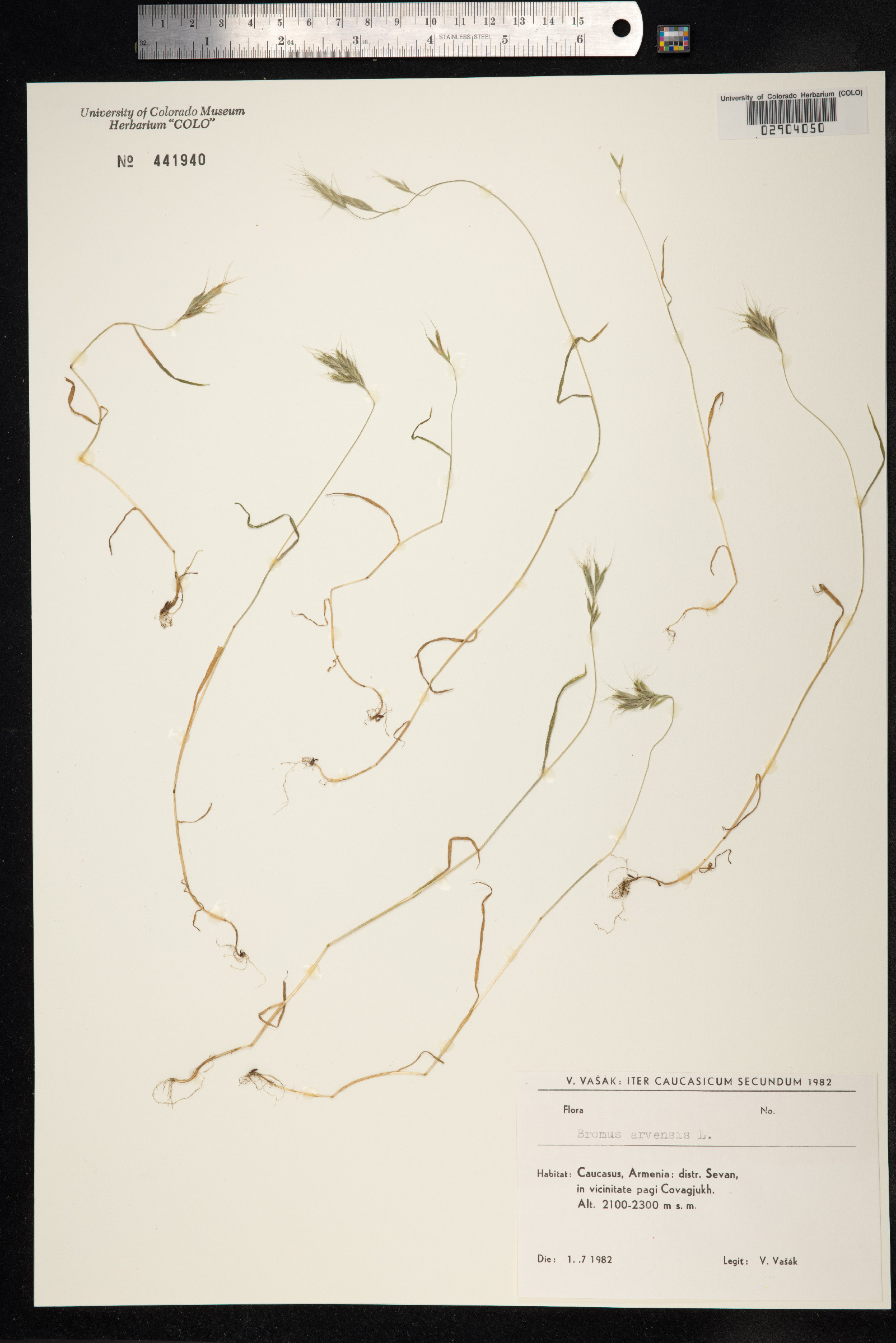 Bromus arvensis image