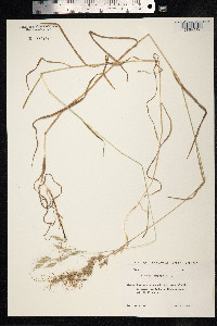 Bromus arvensis image