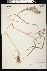 Bromus arvensis image