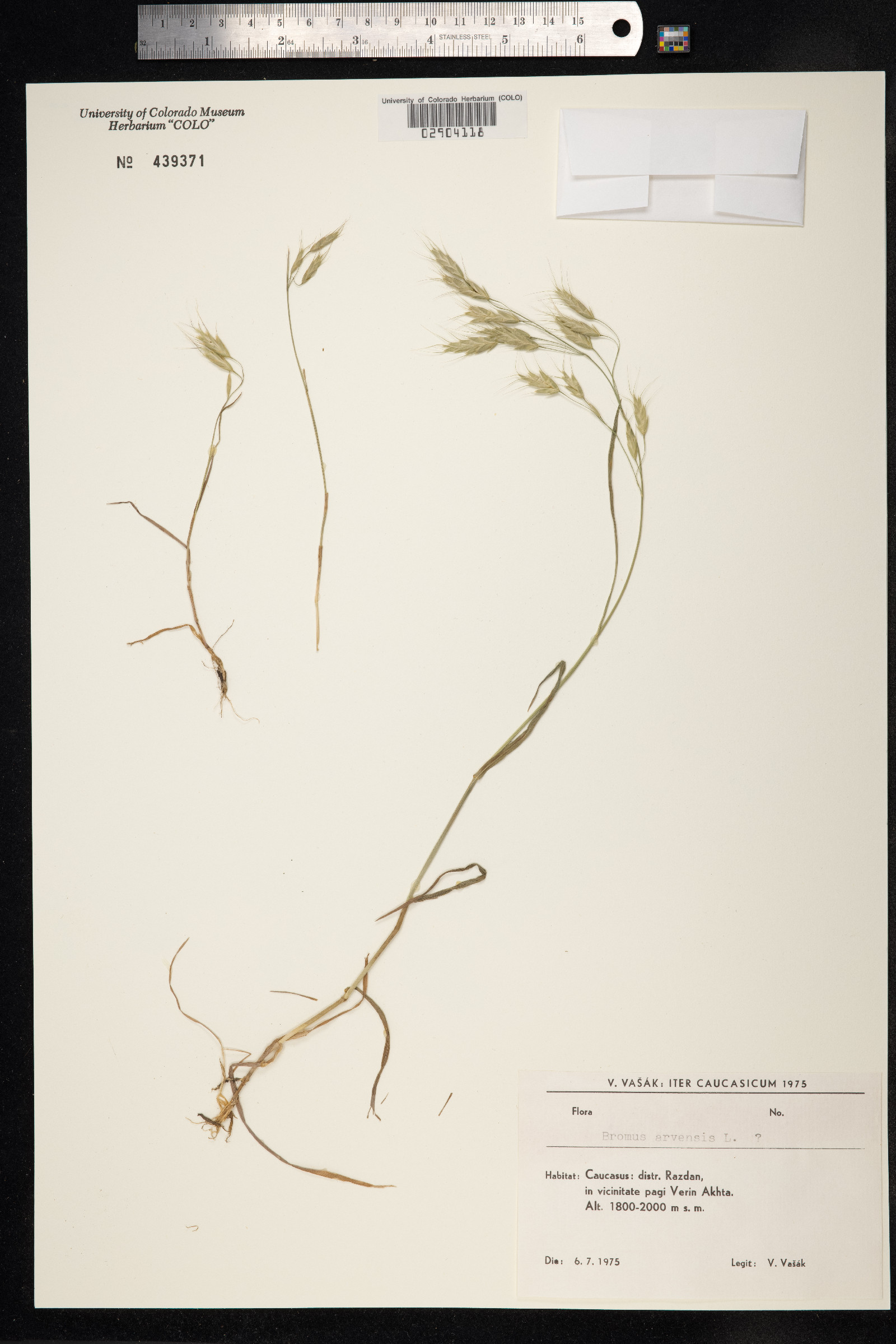 Bromus arvensis image
