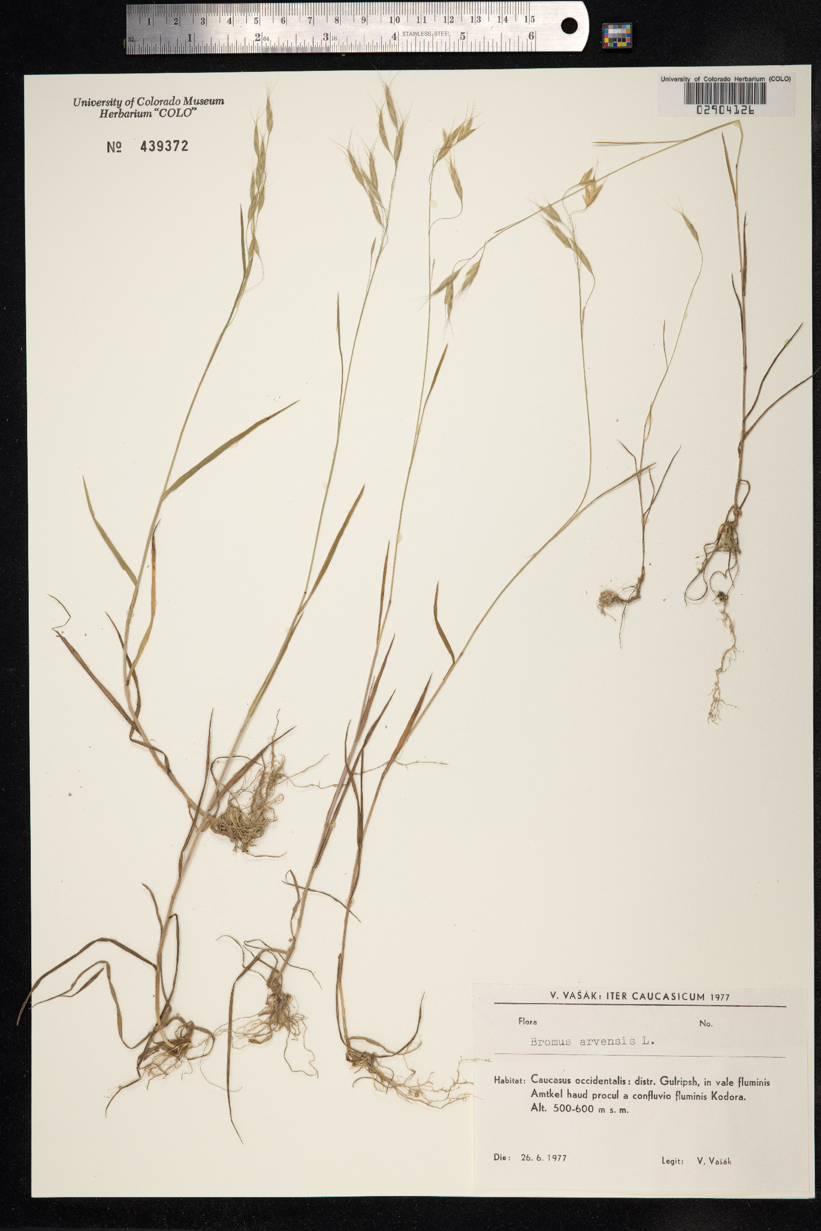 Bromus arvensis image