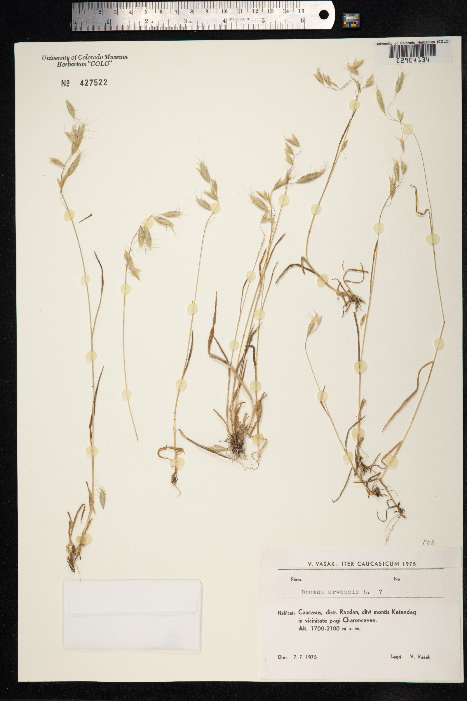 Bromus arvensis image