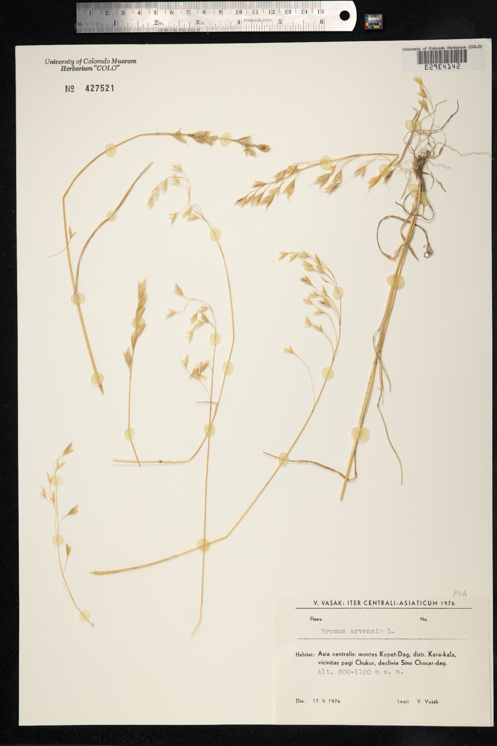 Bromus arvensis image