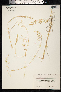 Bromus arvensis image