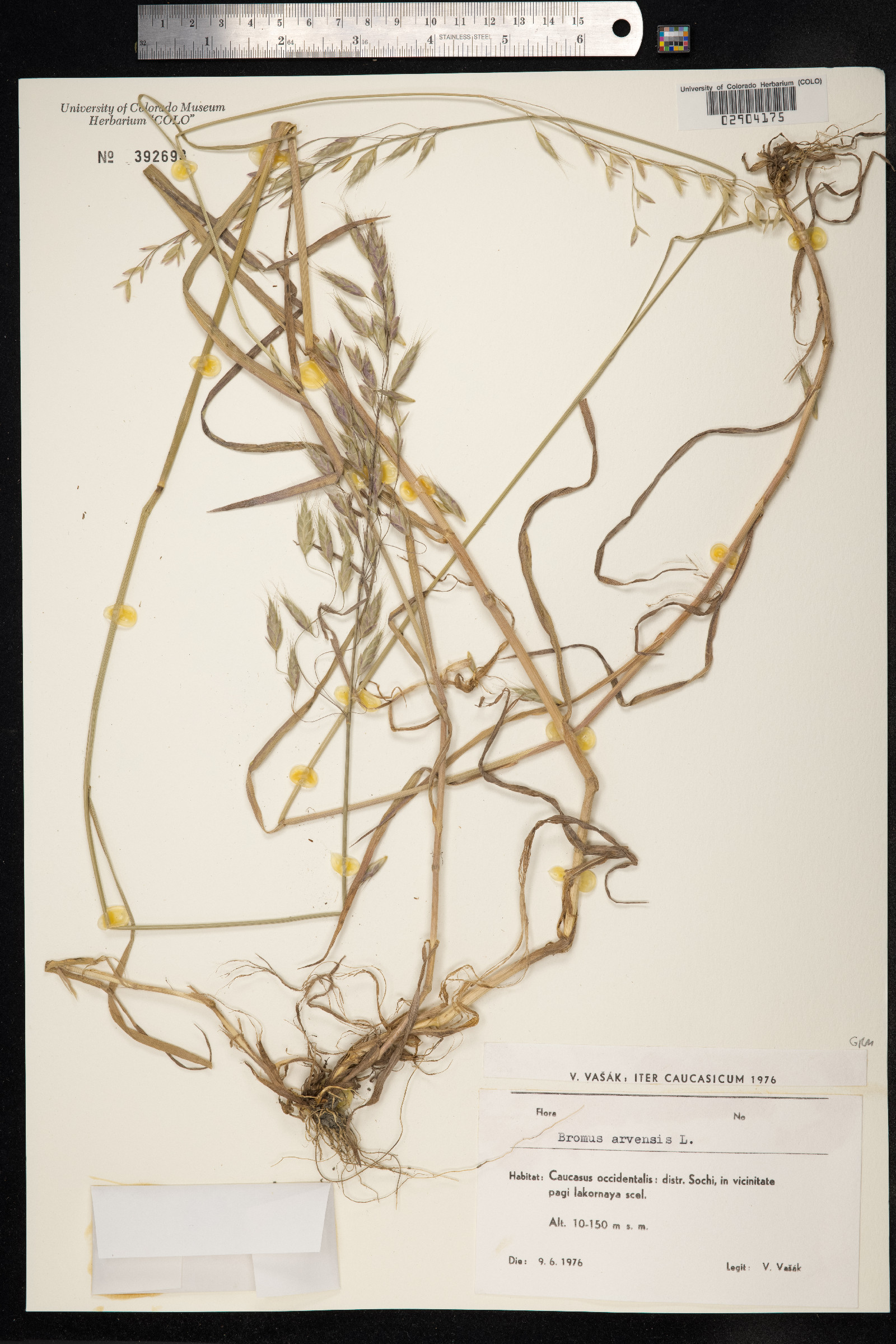 Bromus arvensis image