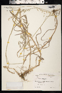 Bromus arvensis image