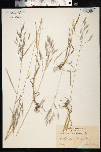 Bromus arvensis image