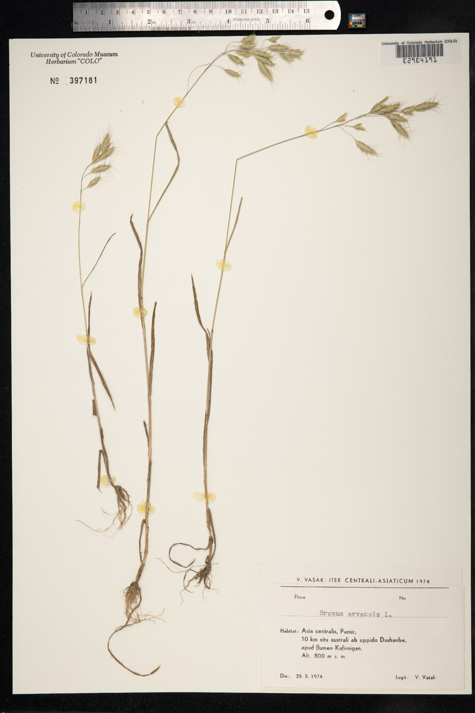 Bromus arvensis image