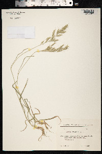 Bromus arvensis image