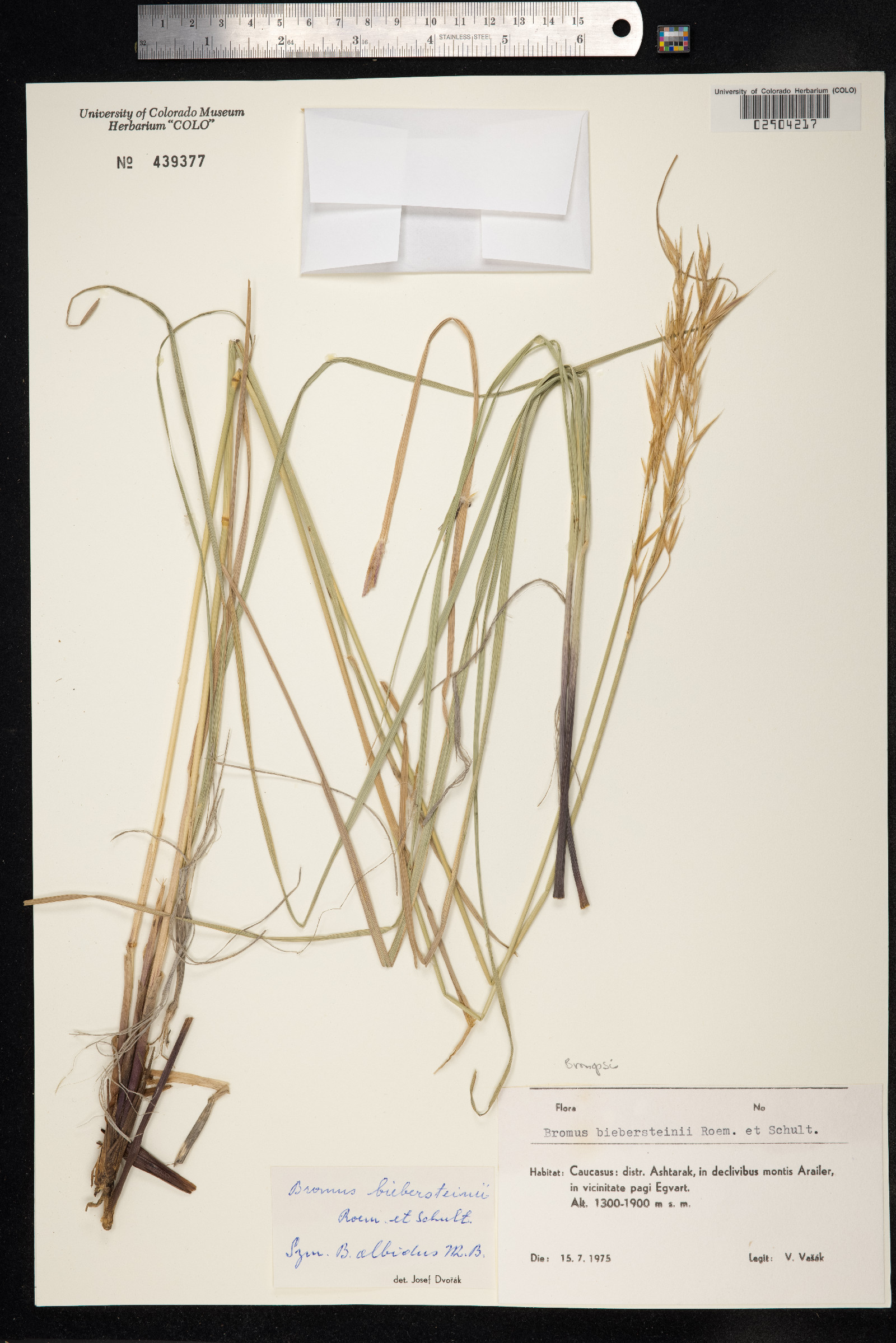 Bromus biebersteinii image