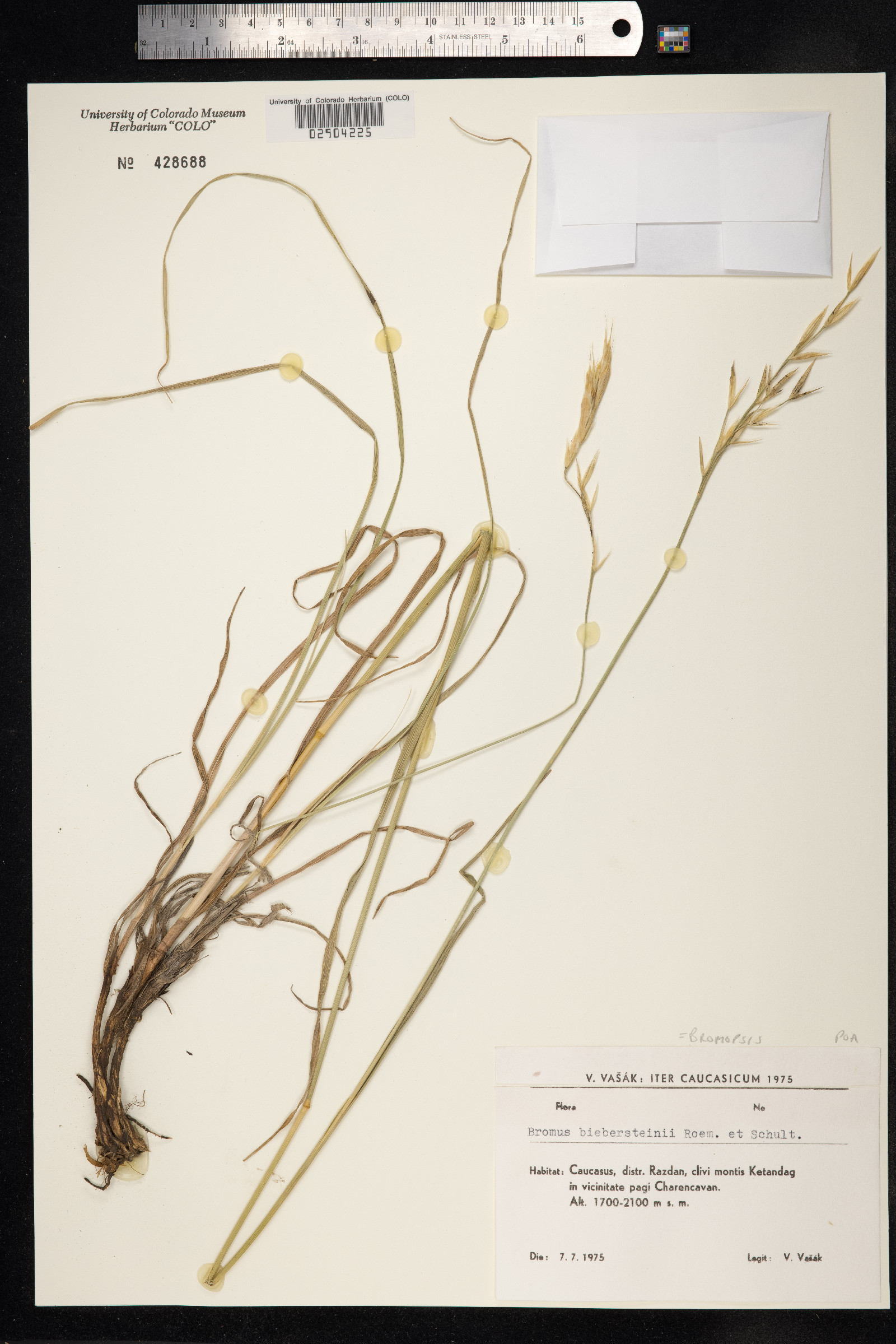 Bromus biebersteinii image