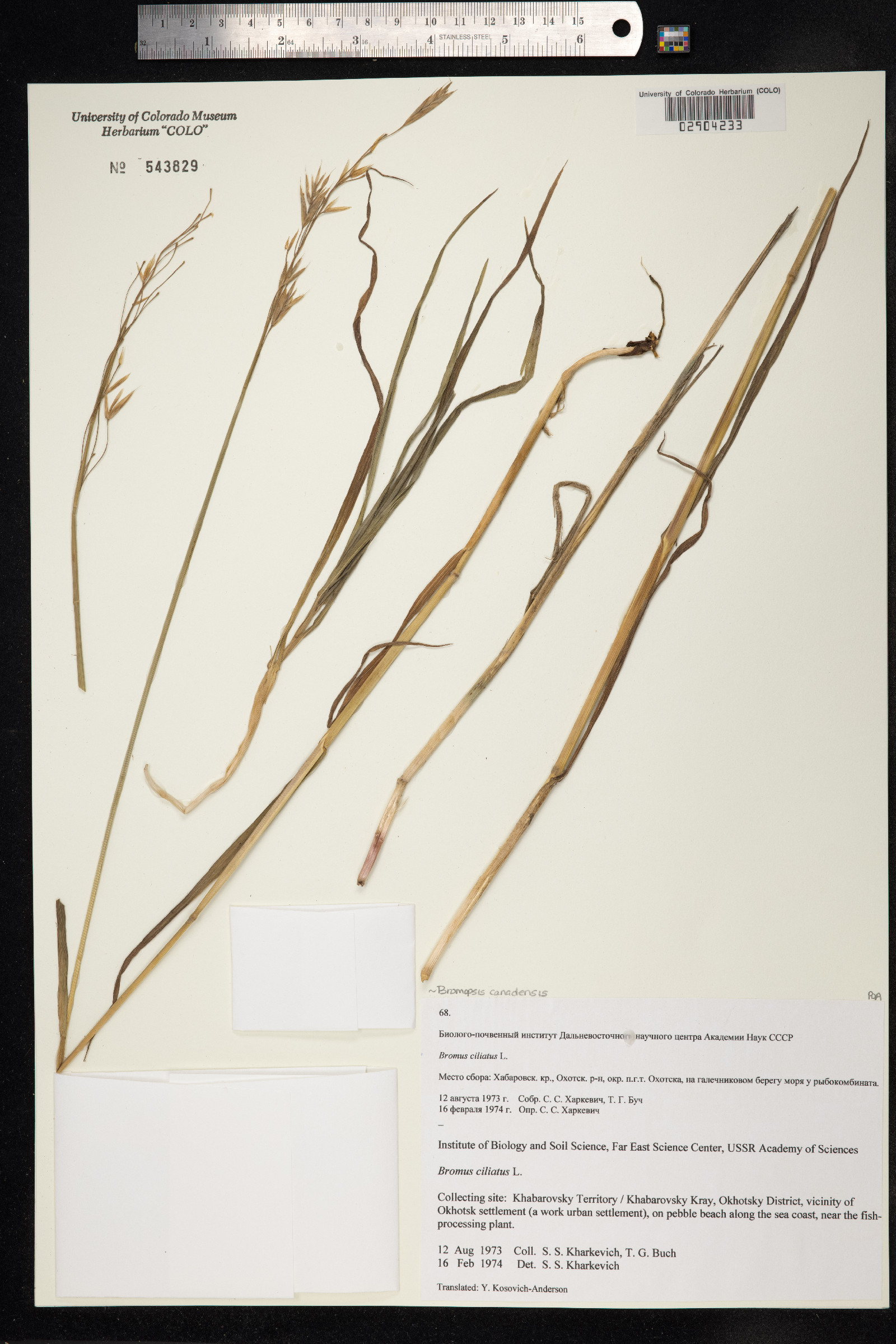 Bromus ciliatus image