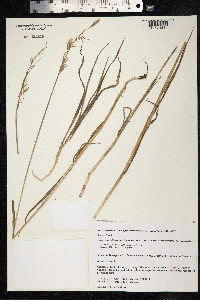 Bromus ciliatus image