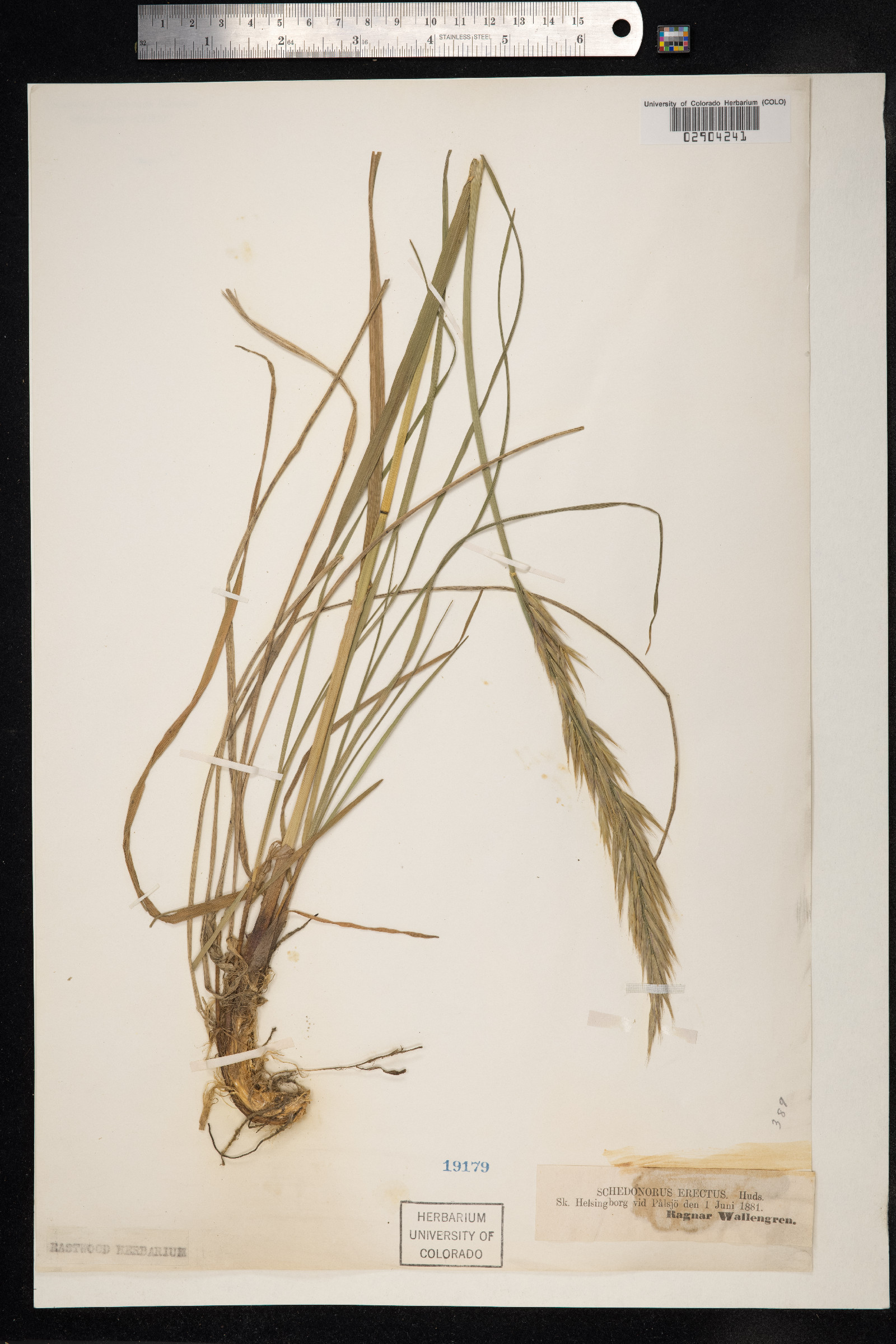 Bromus erectus image