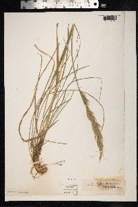 Bromus erectus image