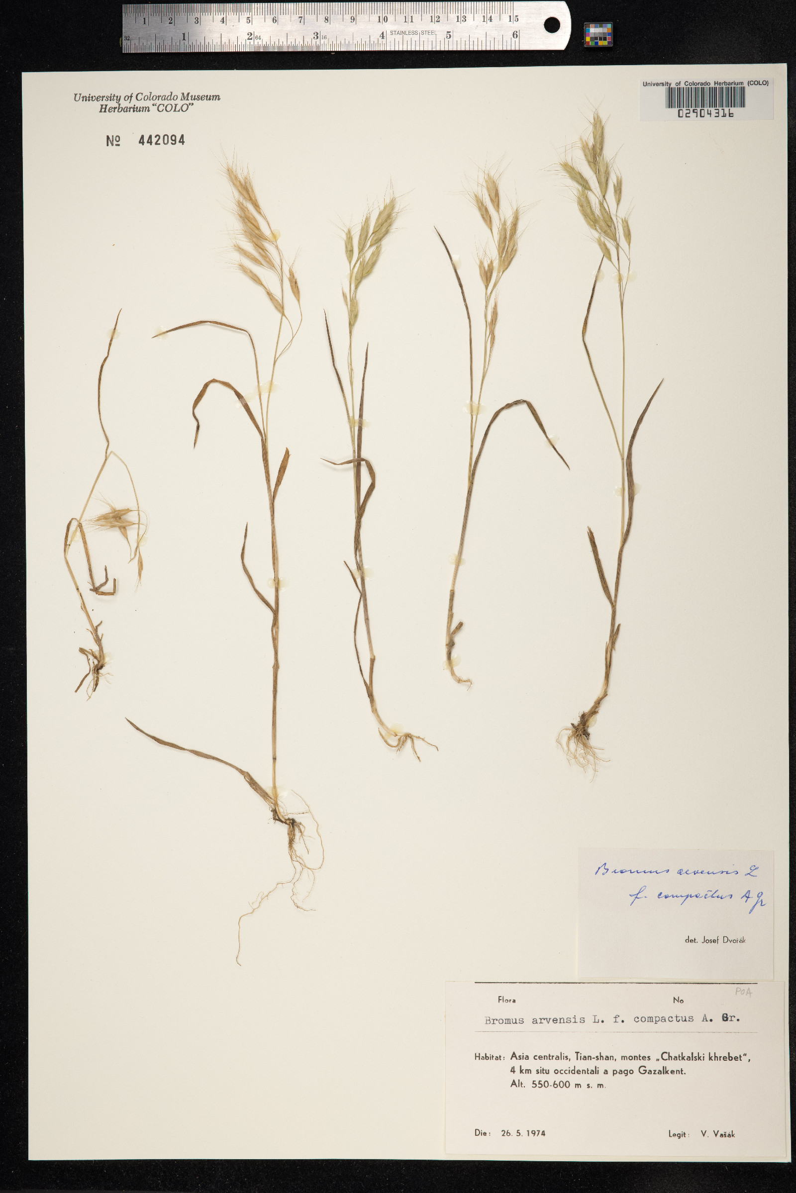 Bromus arvensis image