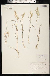 Bromus arvensis image