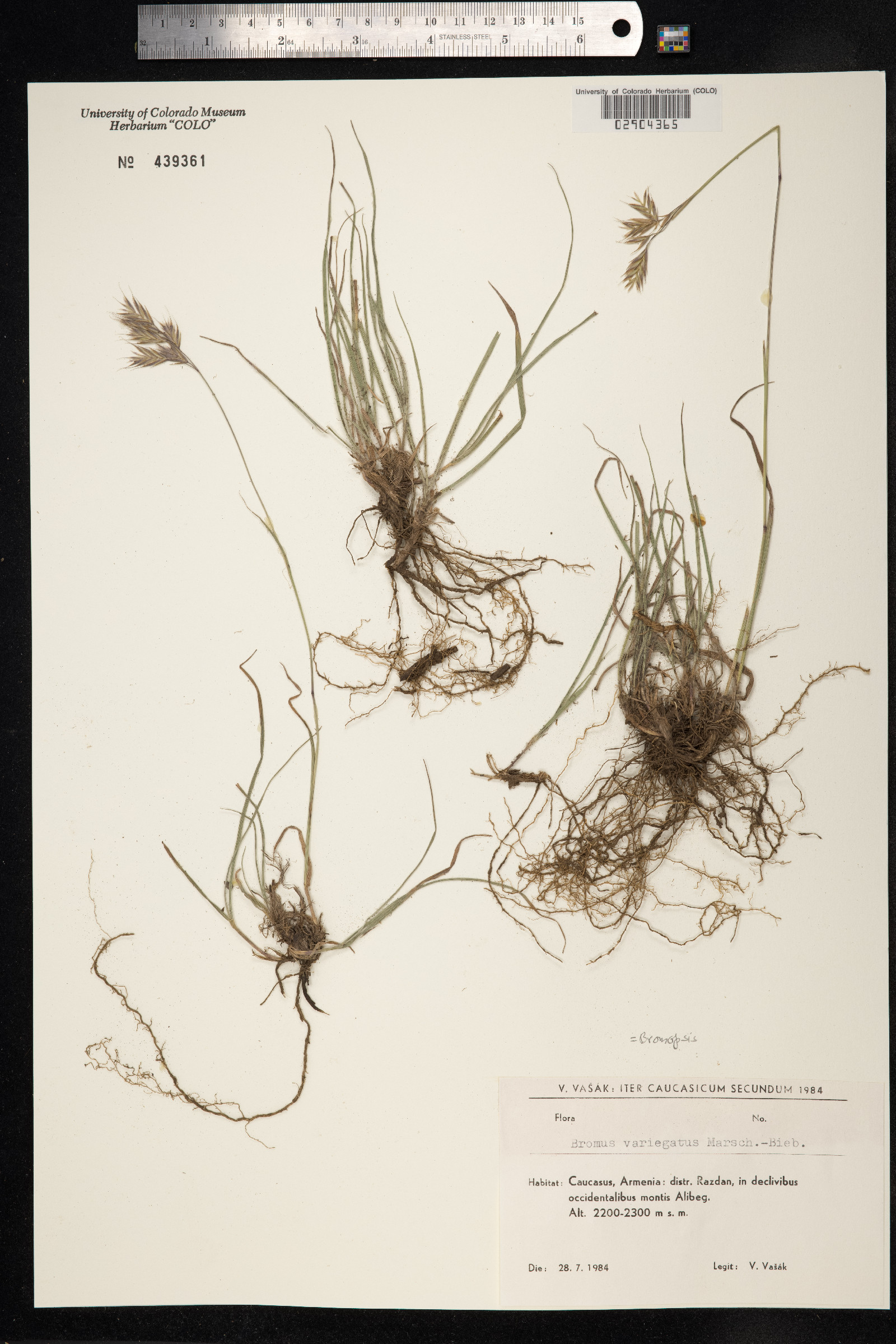 Bromopsis variegata image