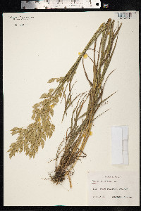 Bromus secalinus image