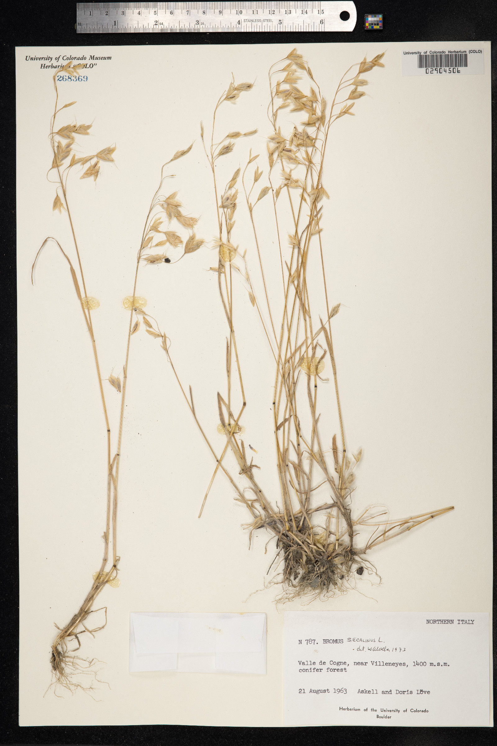 Bromus secalinus image