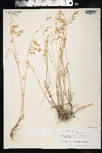 Bromus secalinus image