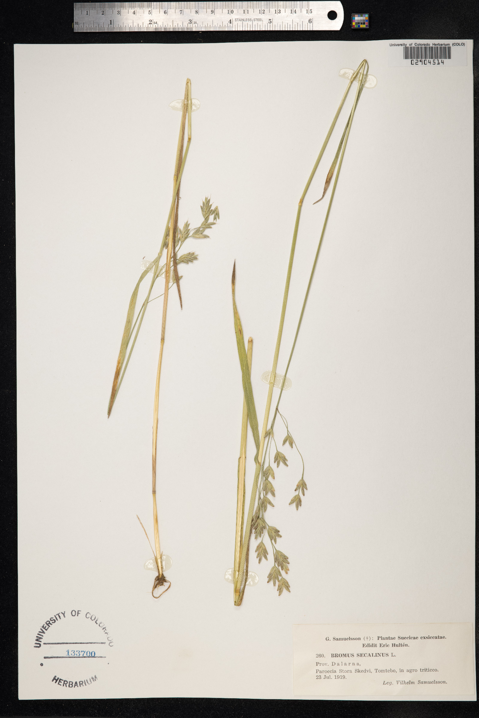 Bromus secalinus image
