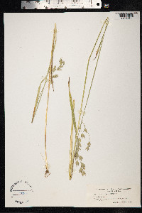 Bromus secalinus image