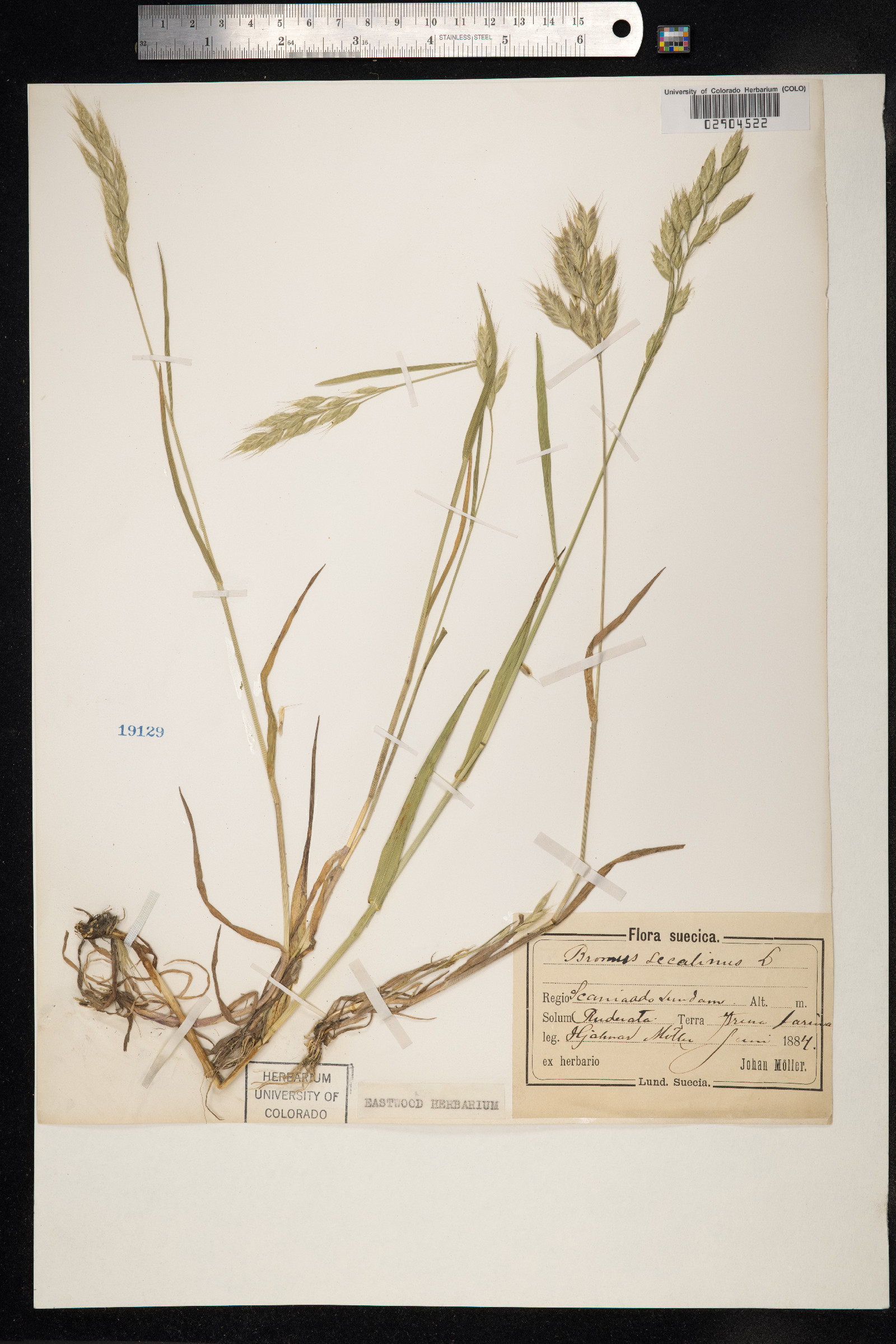 Bromus secalinus image