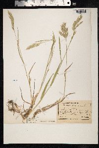 Bromus secalinus image