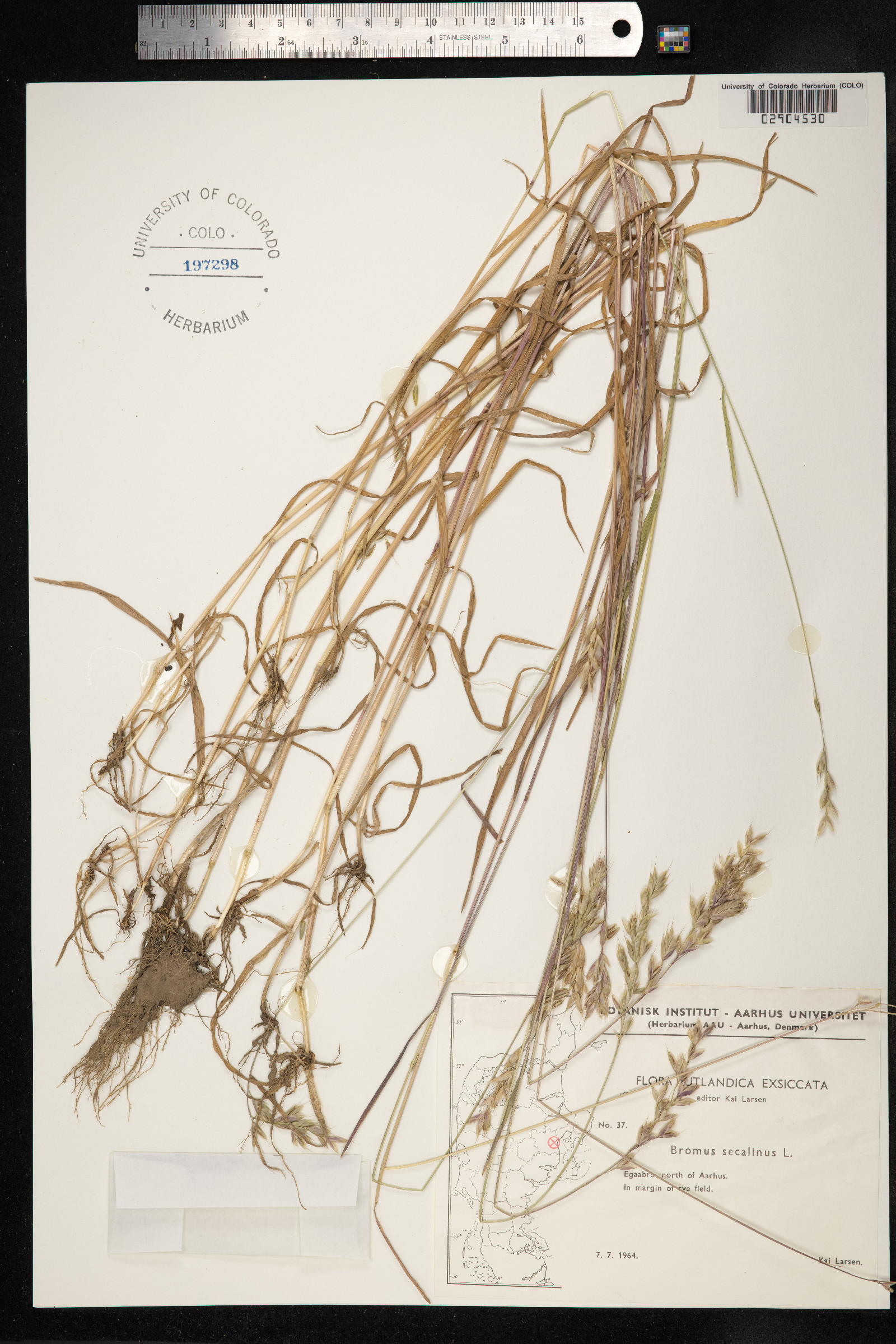 Bromus secalinus image