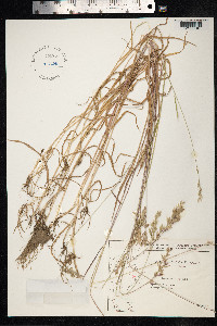 Bromus secalinus image