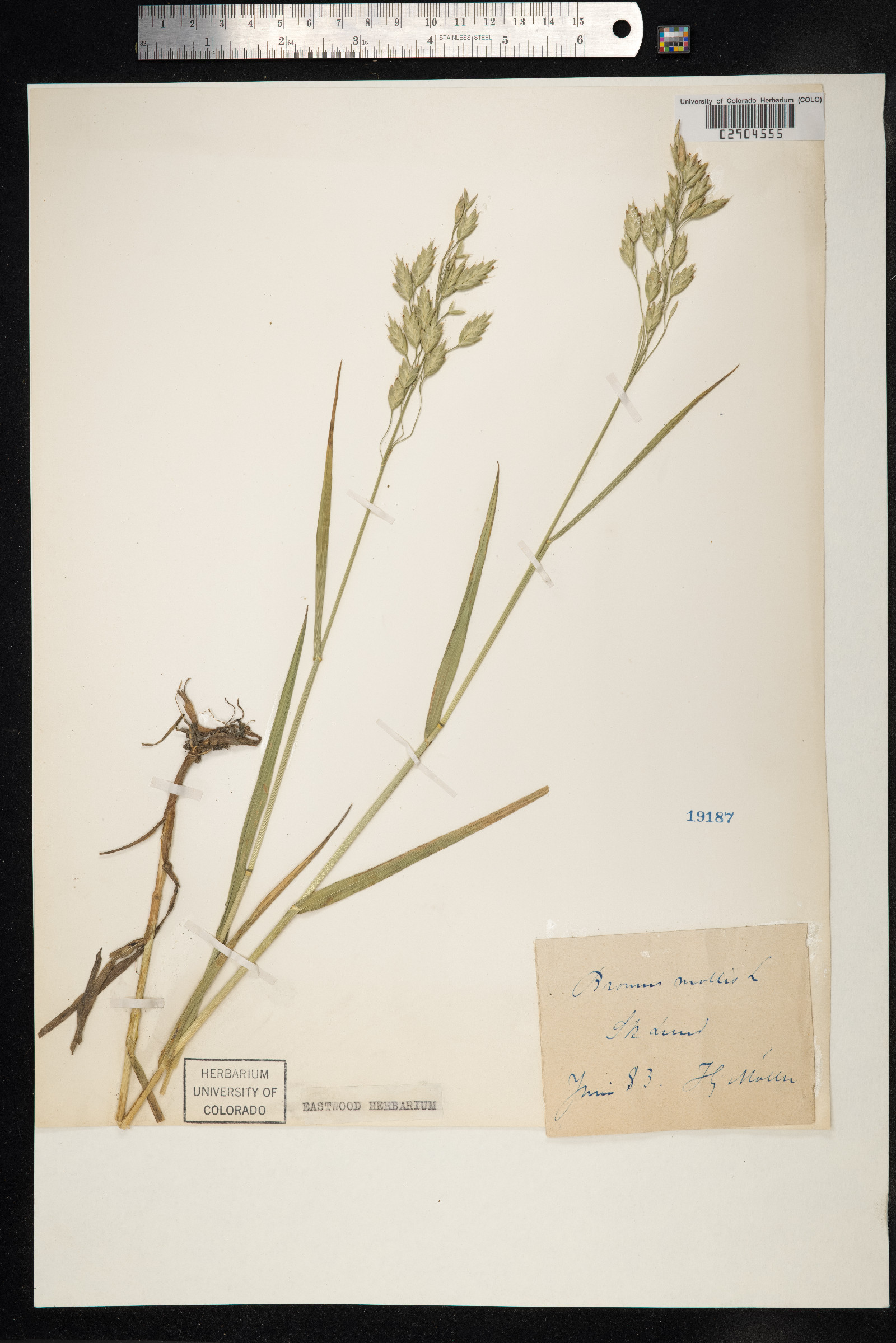 Bromus hordeaceus image