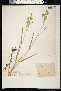 Bromus hordeaceus image