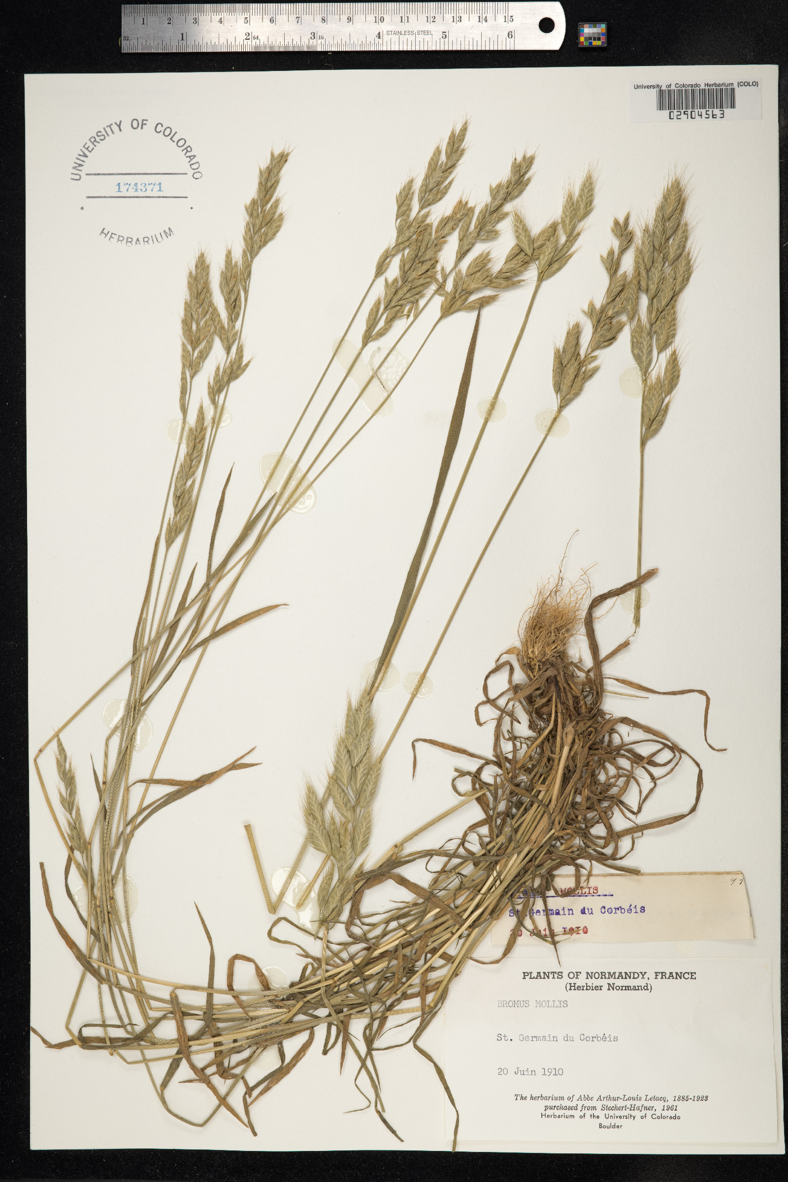 Bromus hordeaceus image