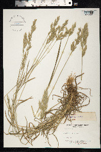 Bromus hordeaceus image