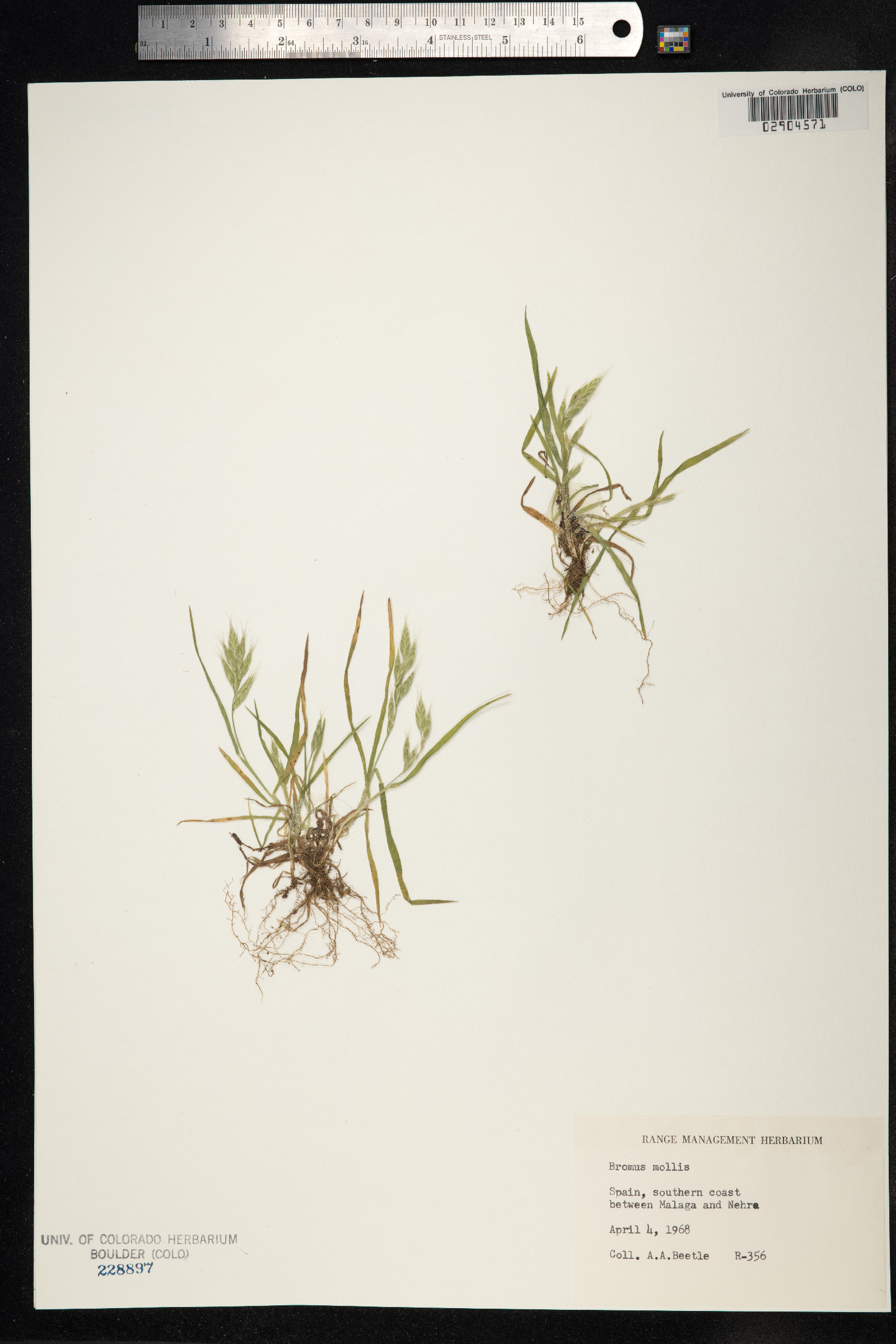 Bromus hordeaceus image