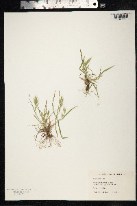 Bromus hordeaceus image