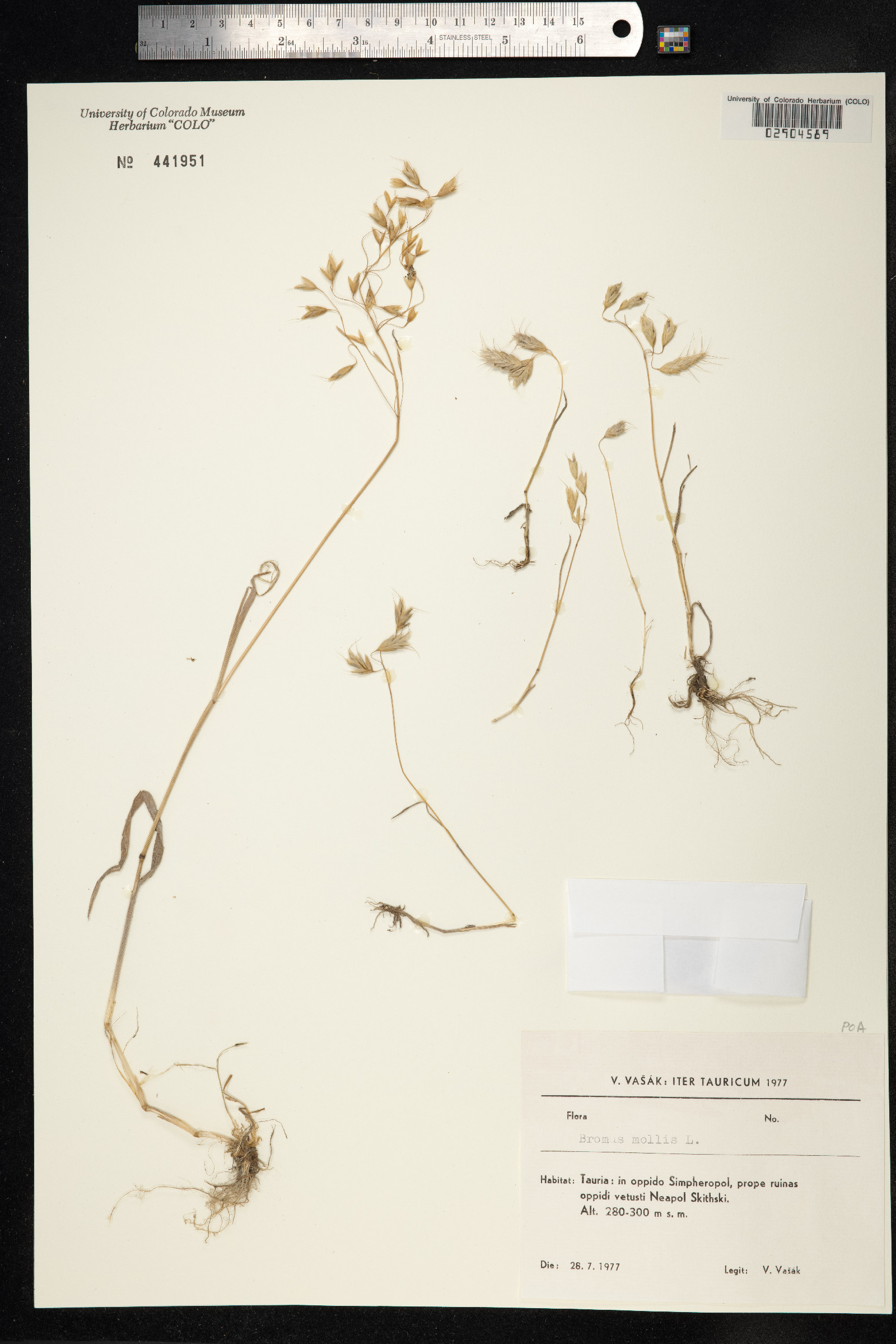 Bromus hordeaceus image