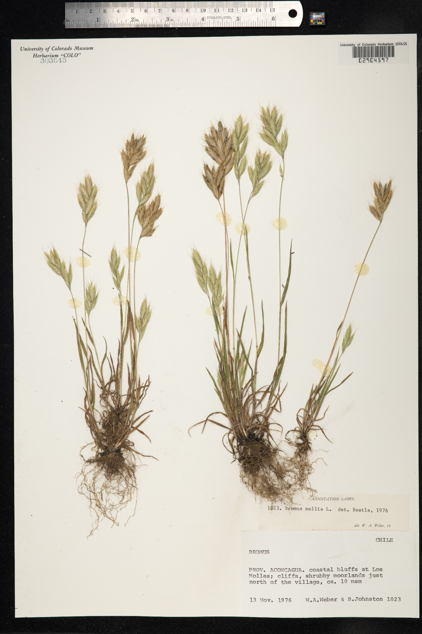 Bromus hordeaceus image